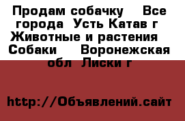 Продам собачку  - Все города, Усть-Катав г. Животные и растения » Собаки   . Воронежская обл.,Лиски г.